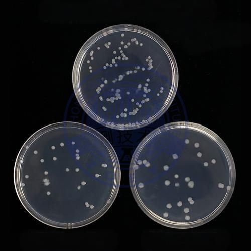 地衣芽孢杆菌检测